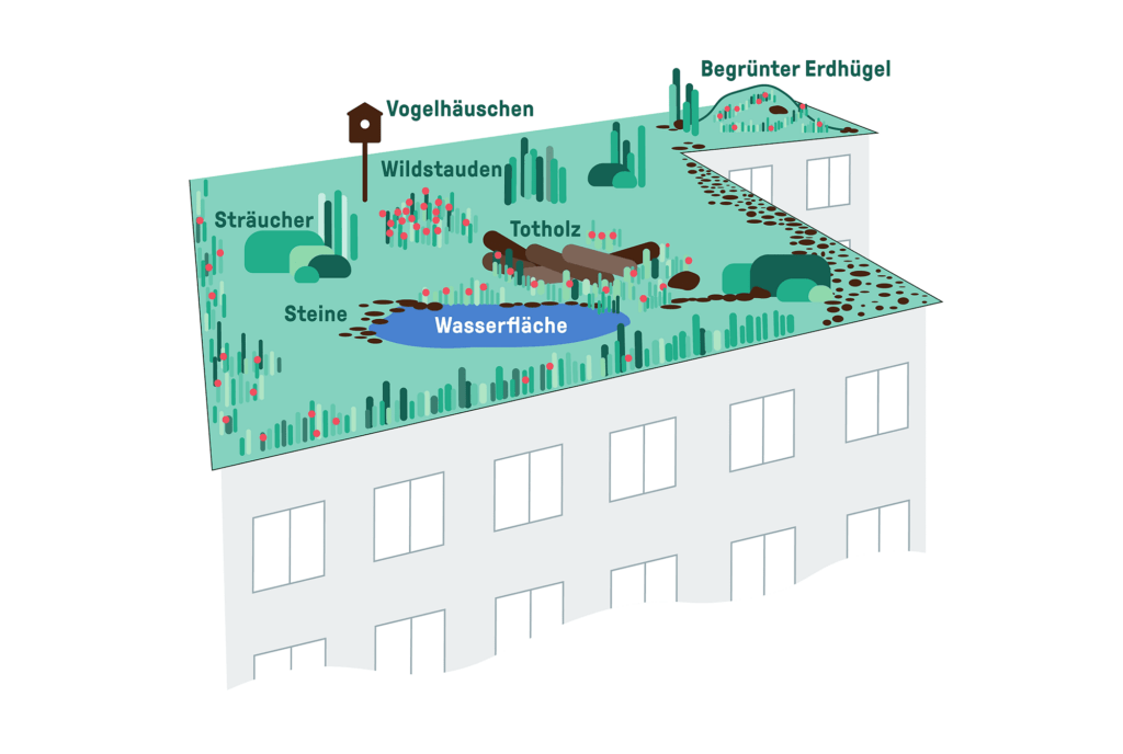 Verschiedene Elemente eines Biodiversitätsgründachs