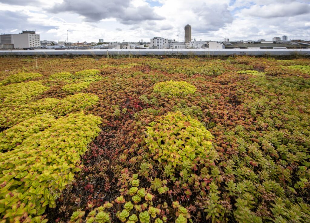 Extensive Dachbegrünung auf dem LIVING Berlin.
