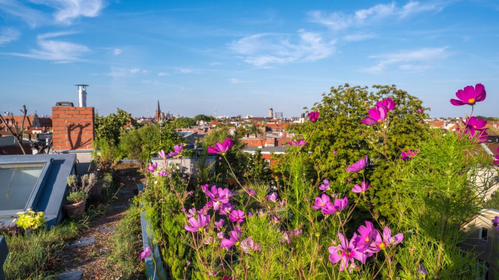 Dachbegrünung-Headerbild: Blühendes Gründach mit Blick über Berlin.