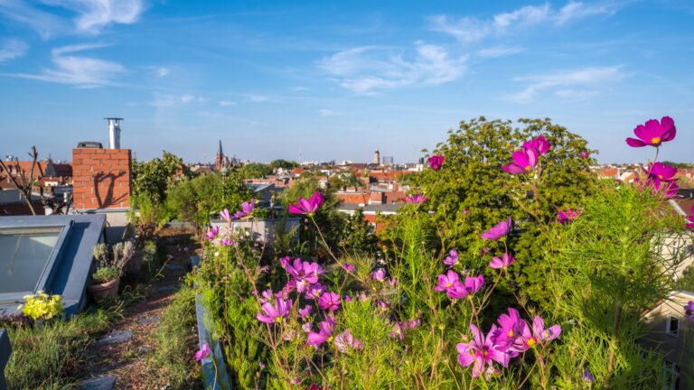Dachbegrünung-Headerbild: Blühendes Gründach mit Blick über Berlin.