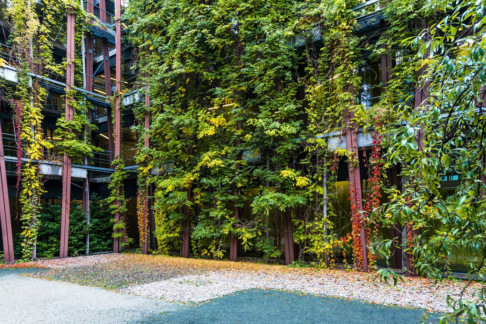 Fassadenbegrünung im Innenhof des Instituts für Physik in Berlin Adlershof