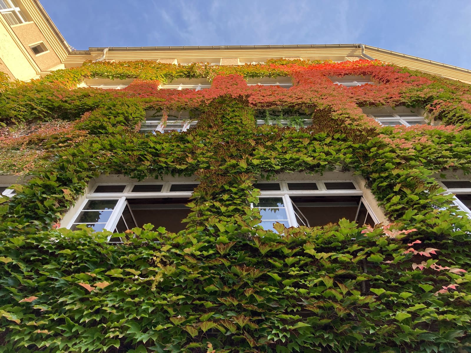 Selbstklimmer in einem Innenhof in Berlin