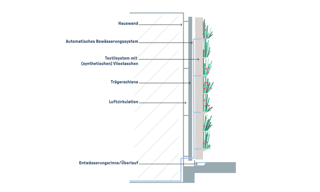 Wandgebundene Fassadenbegrünung: flächiges System - Schaubild