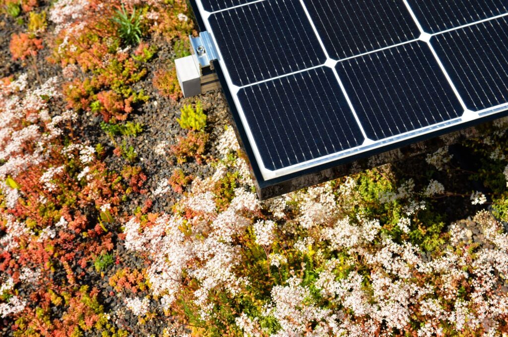 Ecke eines Solarmoduls auf einer extensiven Dachbegrünung