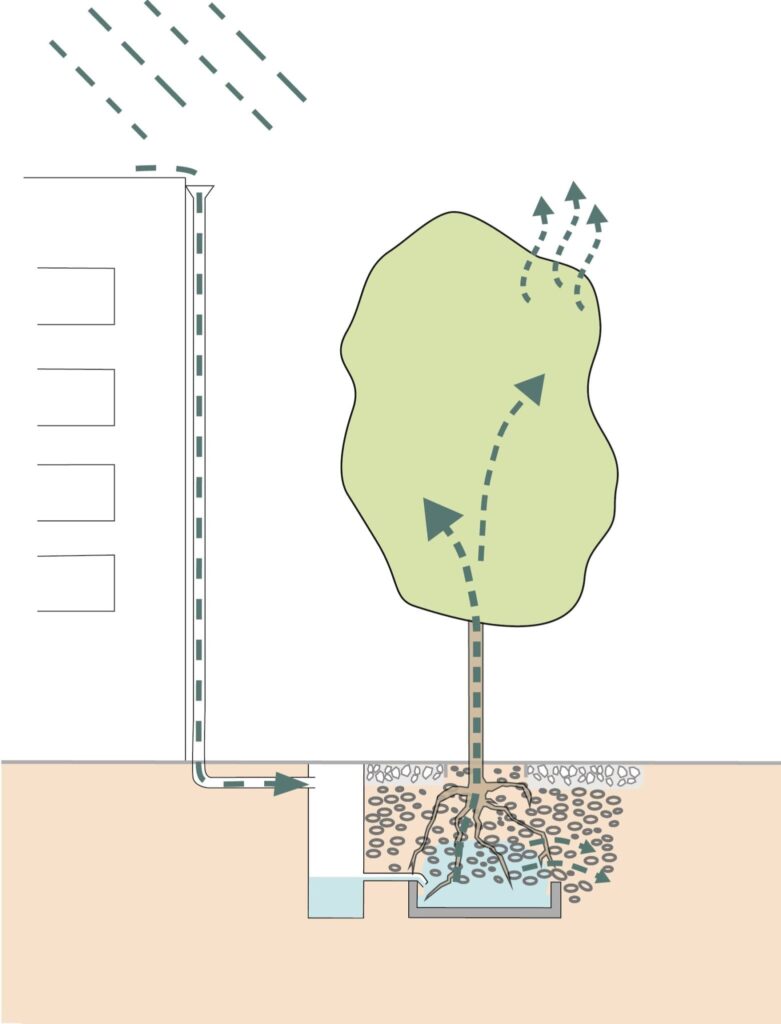 Funktionsschema Baumrigole