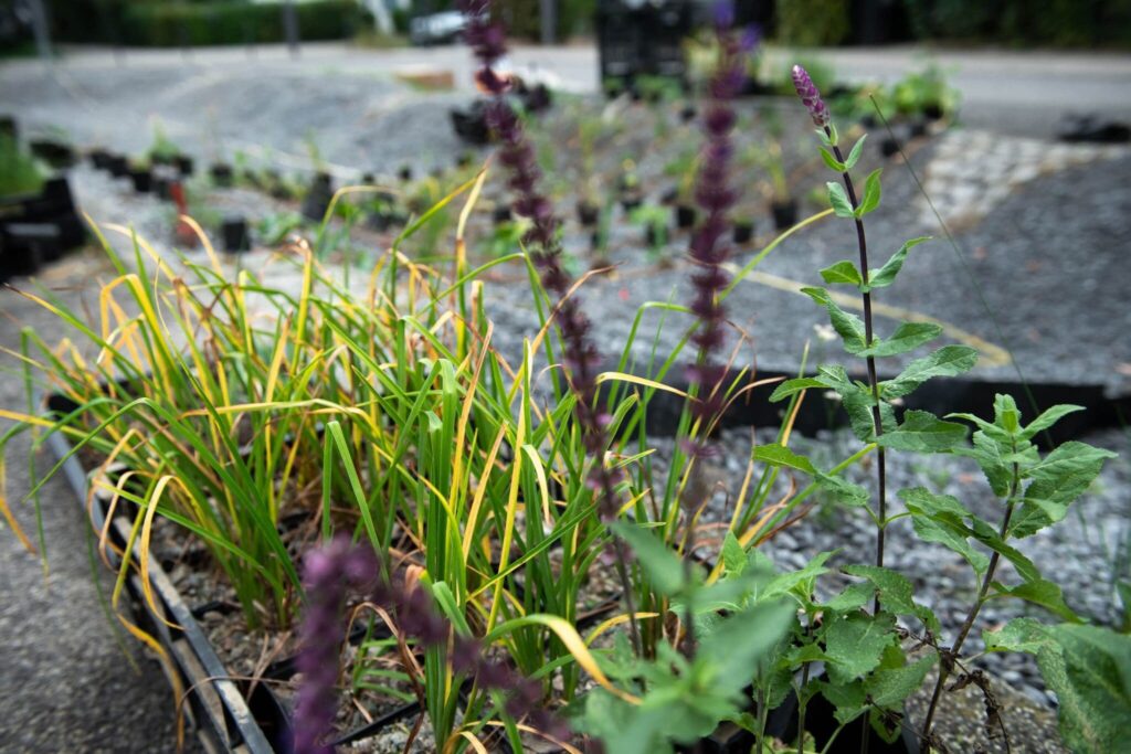 Insgesamt sind 17 verschiedene Arten zu entdecken, z. B. Wilde Möhre oder Steppen Salbei.