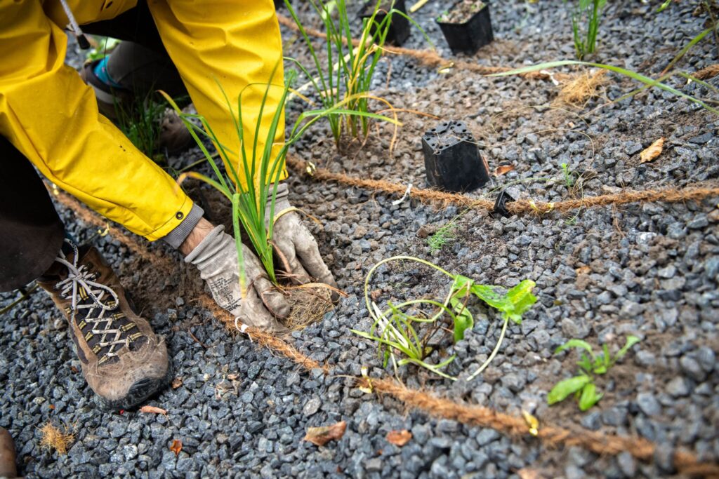 Im Frühjahr werden die ersten Stauden und Gräser blühen.