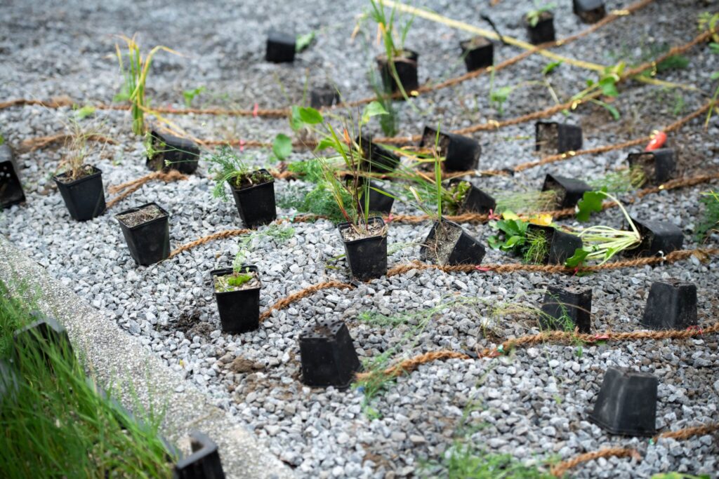 Die Stauden und Gräser werden nach einem genauen Pflanzplan angeordnet.
