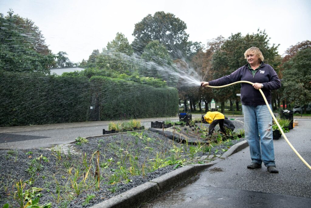 Anfängliche Bewässerung der neu bepflanzten Mulde
