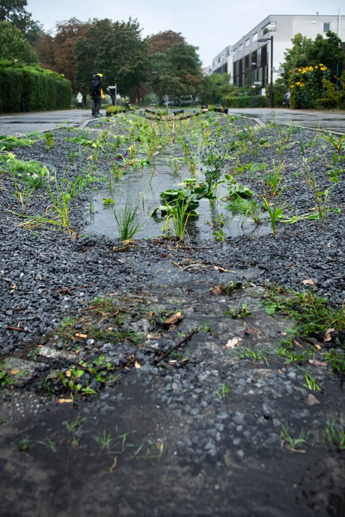 (Regen-)Taufe für die neu bepflanzte Mulde