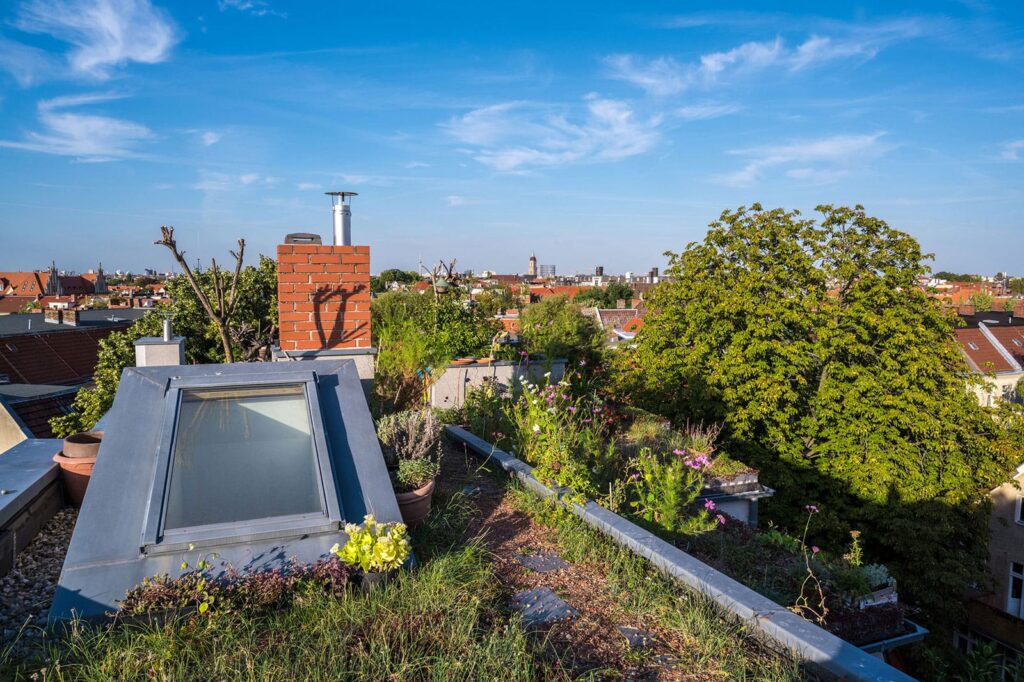 Kräuter auf dem Gründach