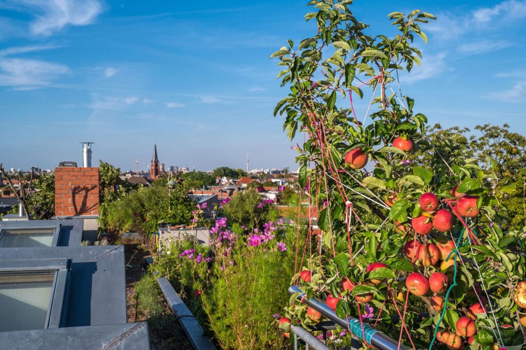 Apfelbaum auf dem Gründach