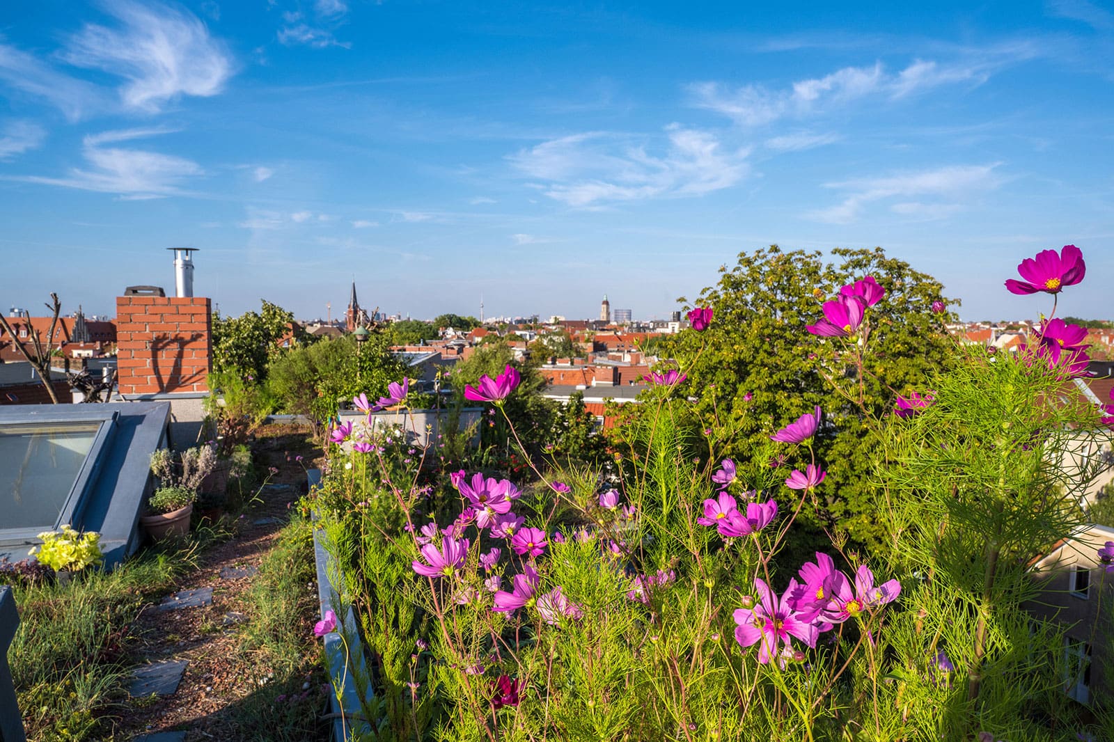 Blick über Dächer Berlins vom Gründach der Bornstraße 10 aus