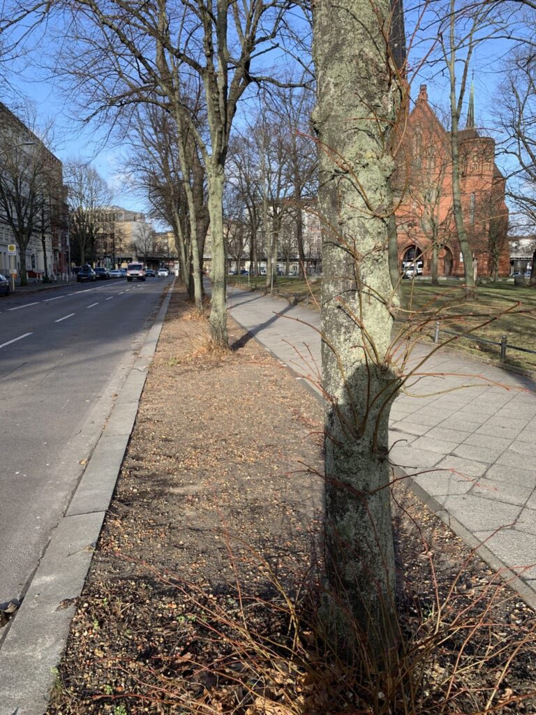 Vergrößerte Baumscheibe am Dennewitzplatz