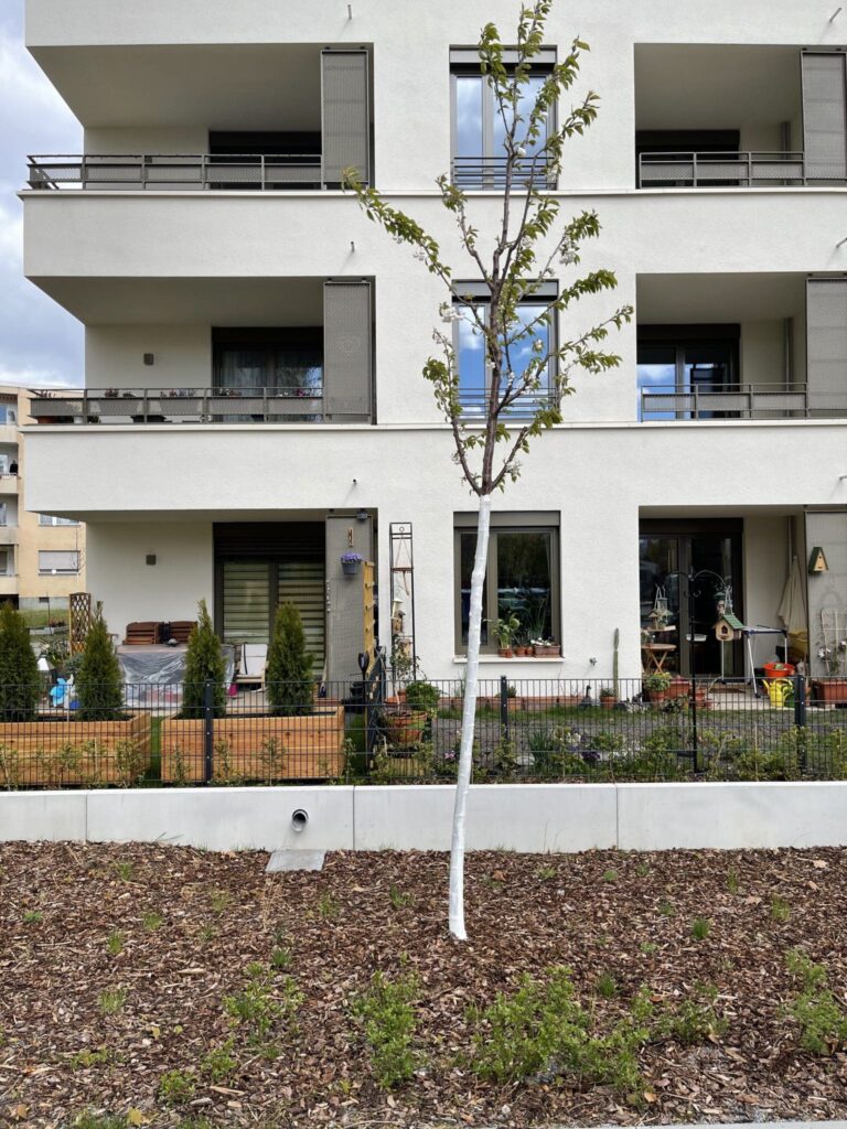 Baum auf Anhöhe neben der Mulde