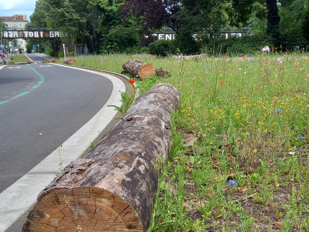 Blühwiese nach Umgestaltung
