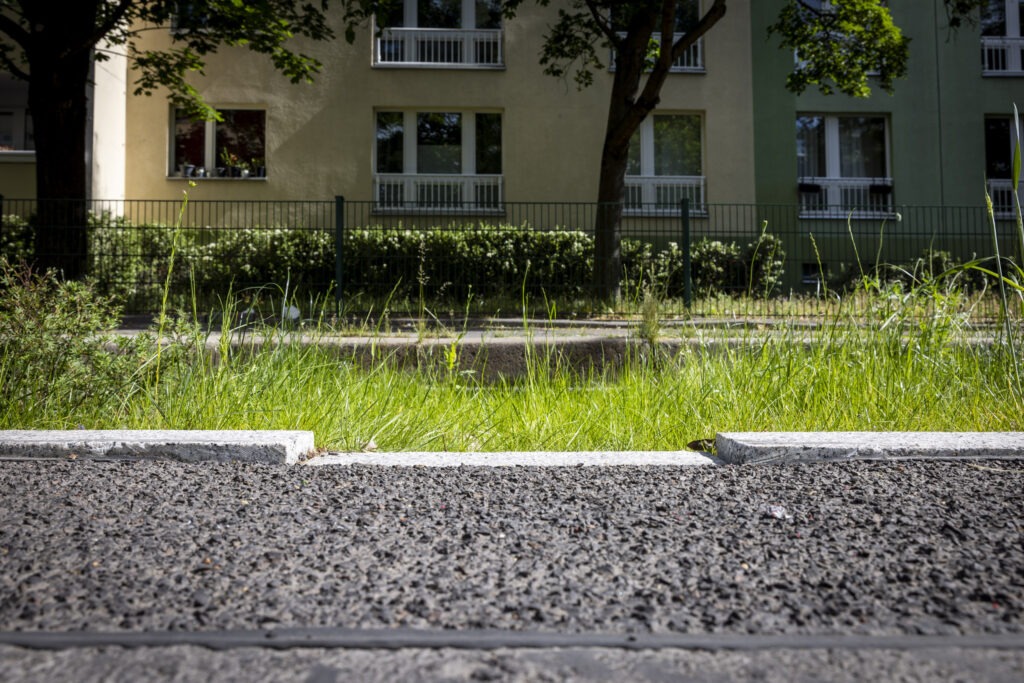 Grüner Gully in der Singerstraße in Berlin Mitte: Straßenseitiger Zulauf