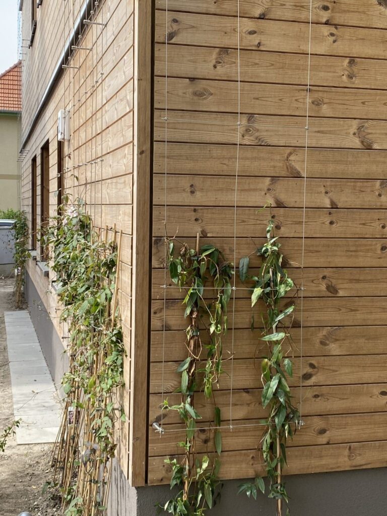 Bodengebundene Fassadenbegrünung an Ranksystem