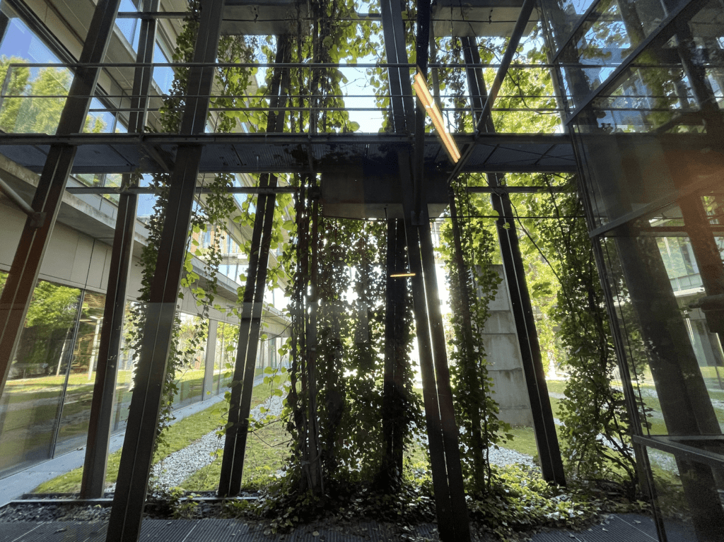 Physik-Institut der HU-Berlin - Beschattung durch Kletterpflanzen