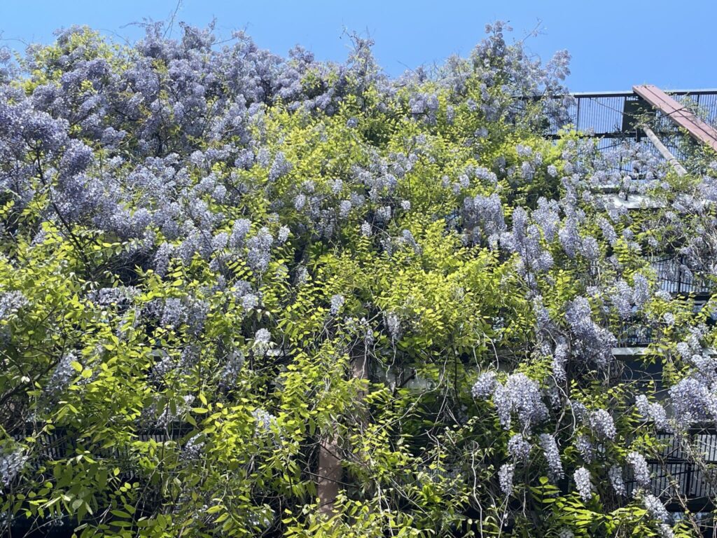 Physik-Instituts der HU-Berlin - Wand bewachsen mit Wisterien