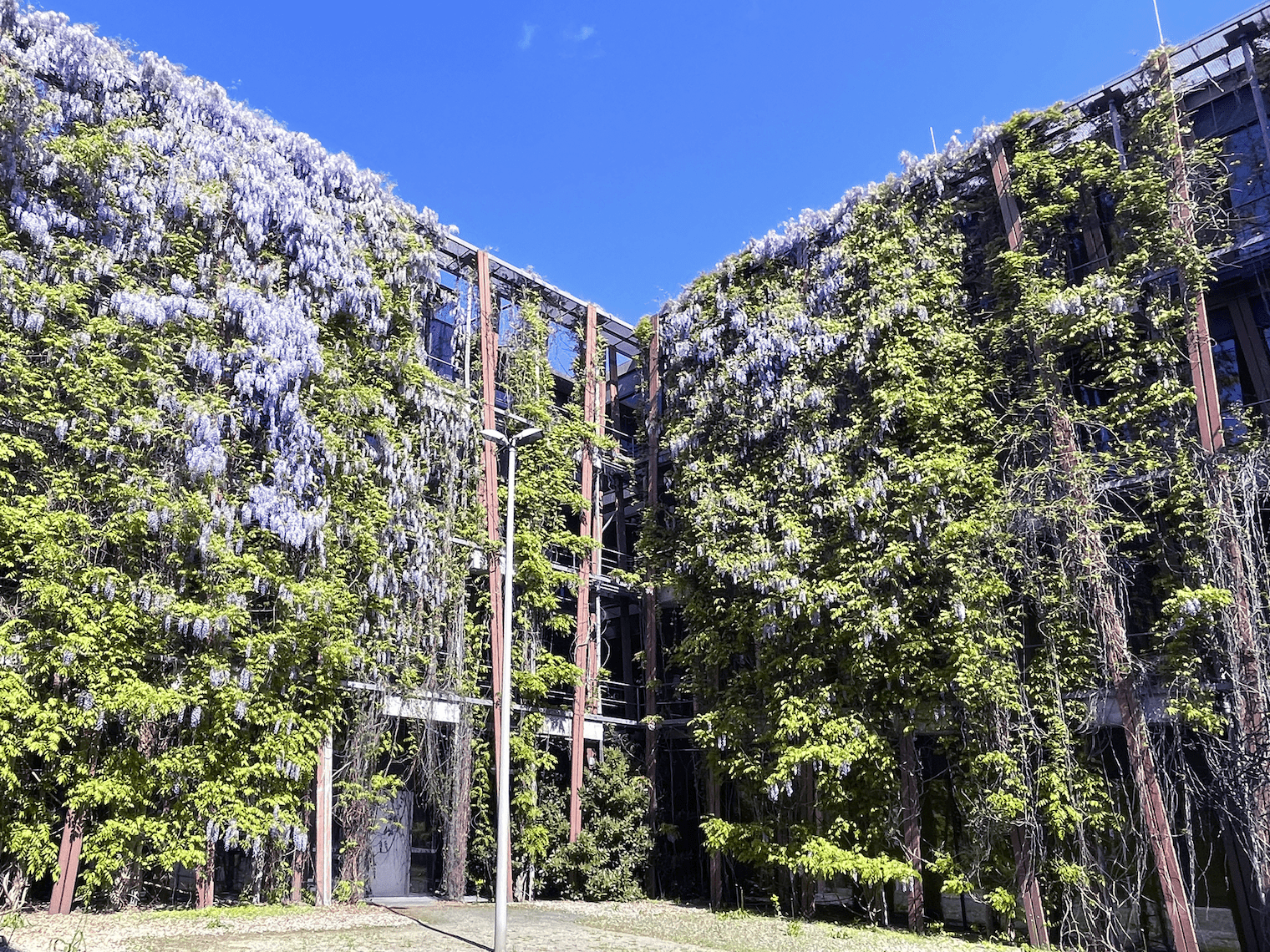 Außenfassade des Physik-Instituts der HU-Berlin - bewachsen mit Wisterien
