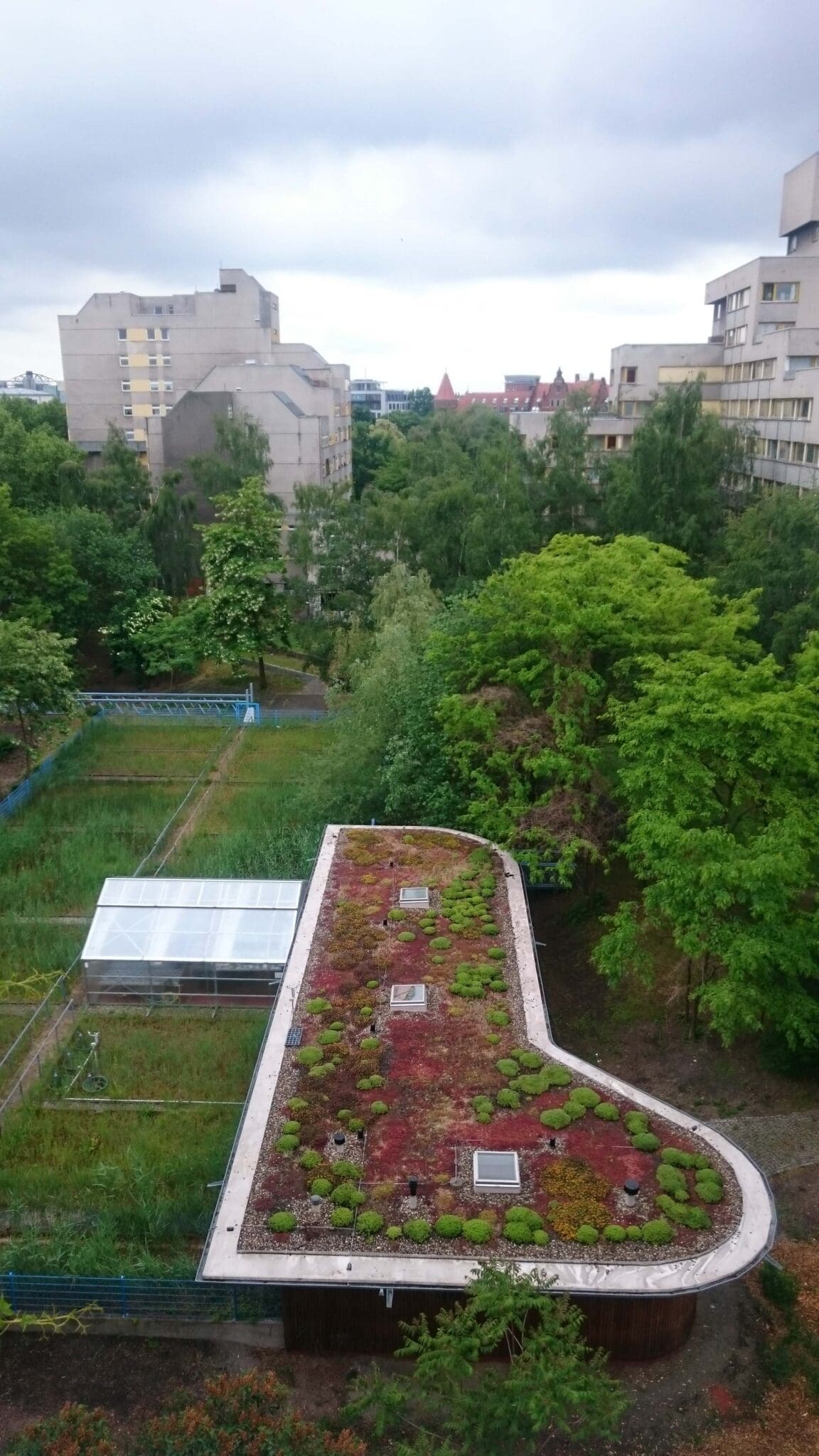 Gründach der Roof-Water-Farm im Block-Innenhof zwischen Schilfbeeten