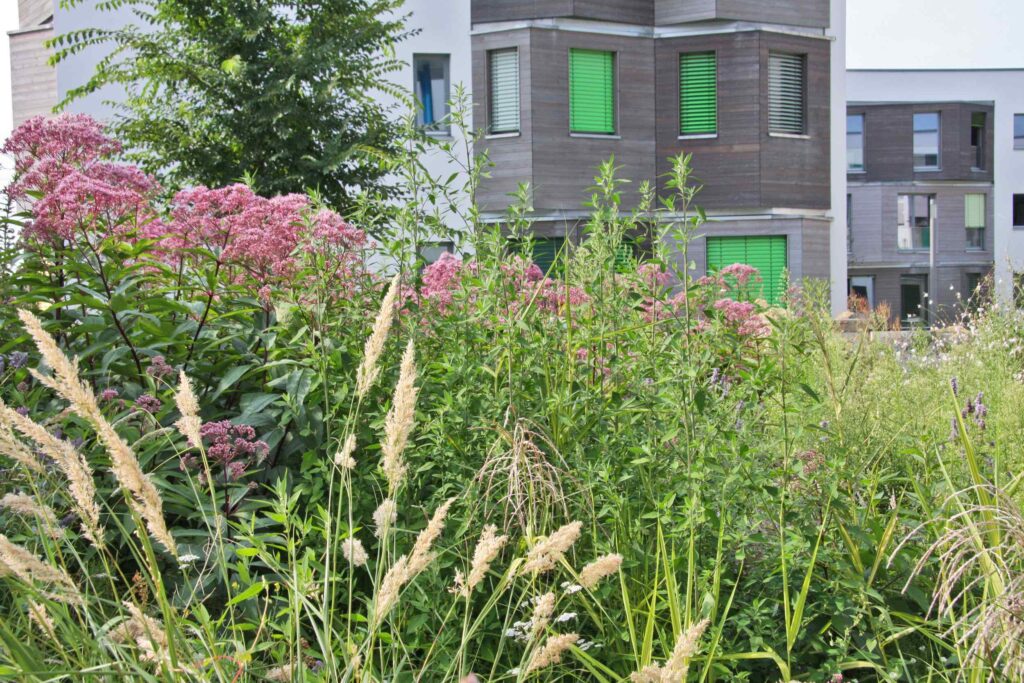 Blühwiese der Außenanlage