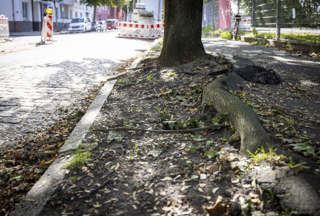 Baumwurzeln, die einen Radweg überwuchern