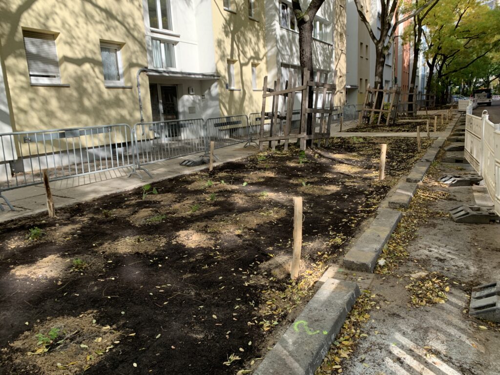 frisch vergrößerte Baumscheibe nach Baumscheibenerweiterung