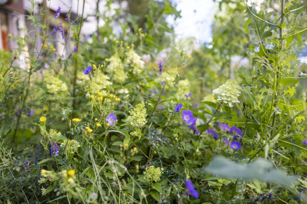 Wildblumen zwischen weiteren Pflanzen