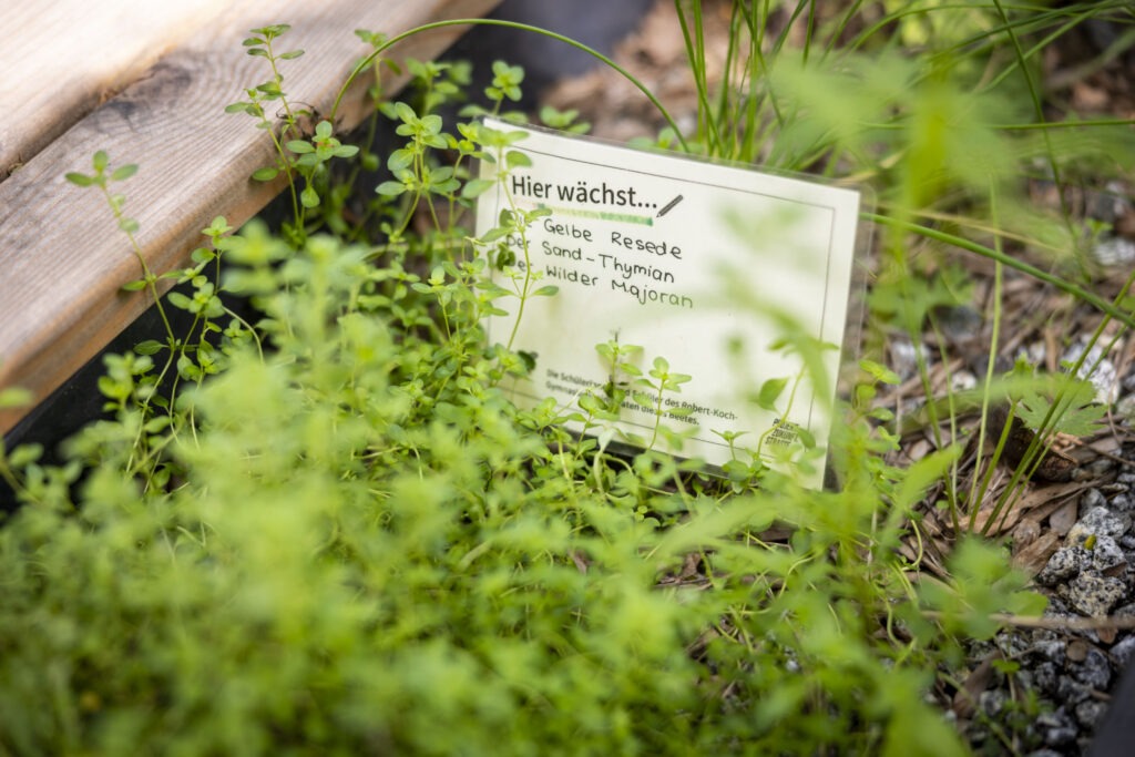 Informationsschild inmitten eines Kräuterbeets