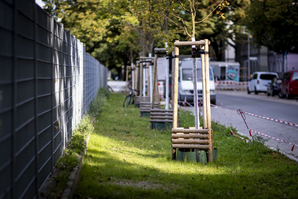 große zusammenhängende Baumscheibe