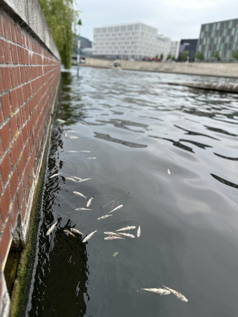 Tote Fische in der Berliner Spree - Die Schwammstadt bietet Lösungsansätze um die Eutrophierung der urbanen Gewässer einzudämmen.
