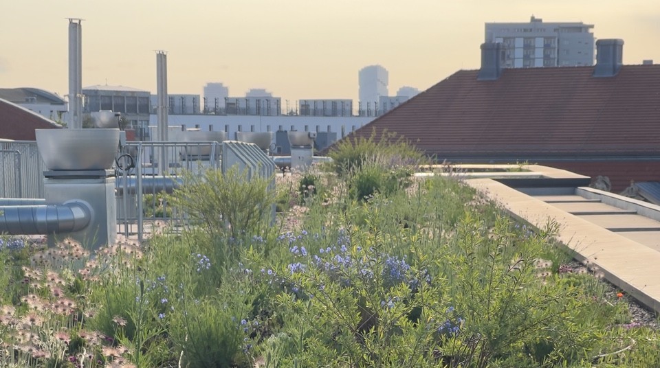 Biodiversitätsgründach Lindenstraße