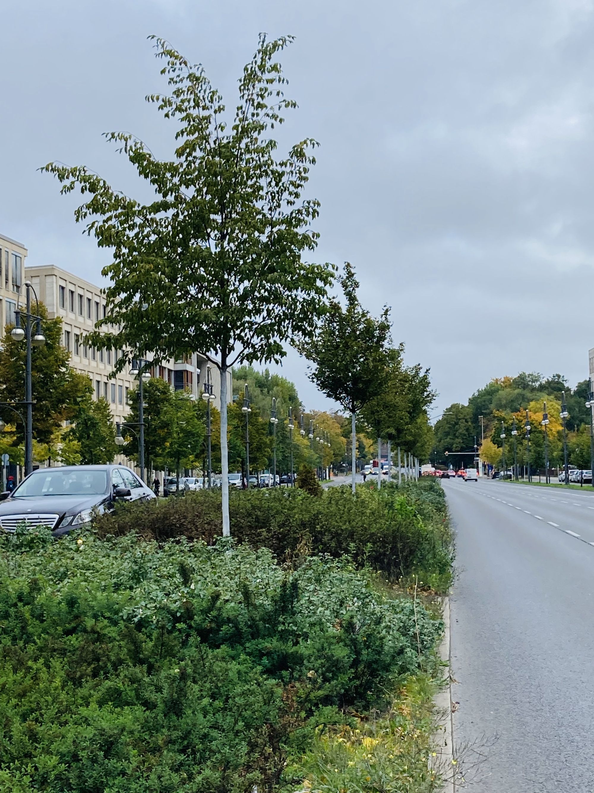 Die Europäische Hopfenbuche wird als als Berliner Stadtbaum genutzt, da sie gut mit Hitze und Trockenheit umgehen kann.