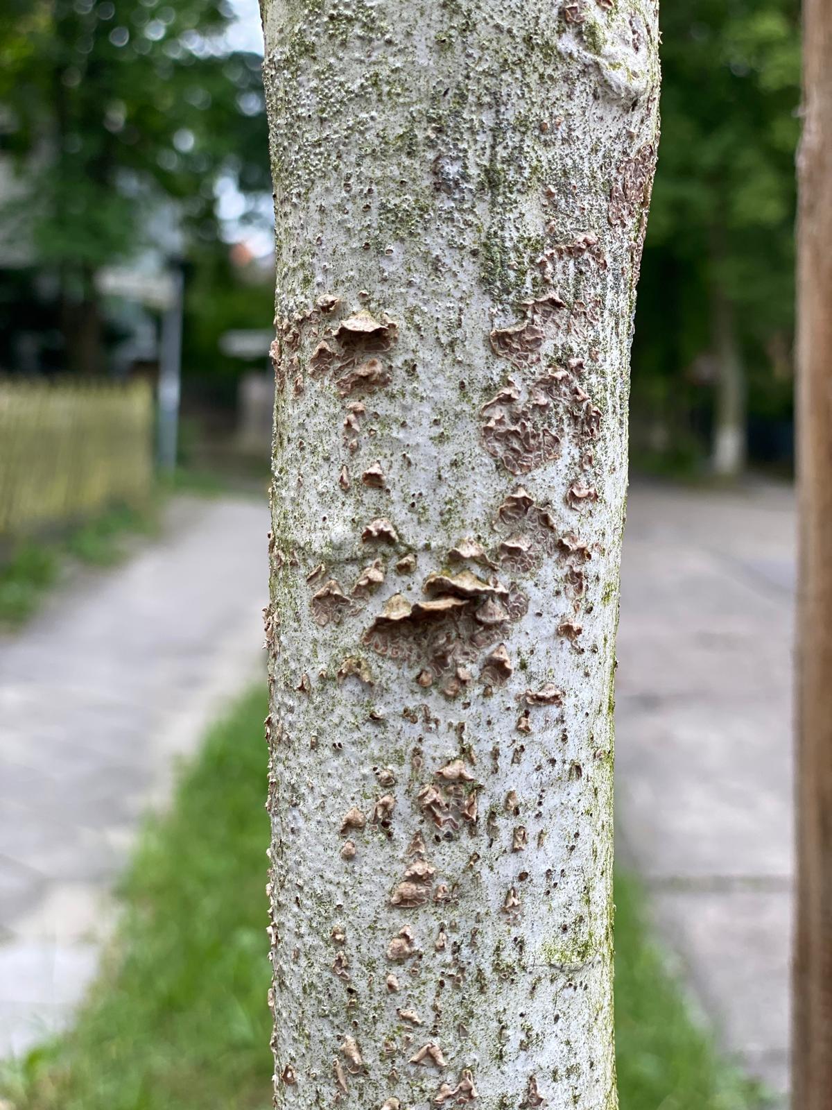 Pilzbefall an einem Berliner Stadtbaum
