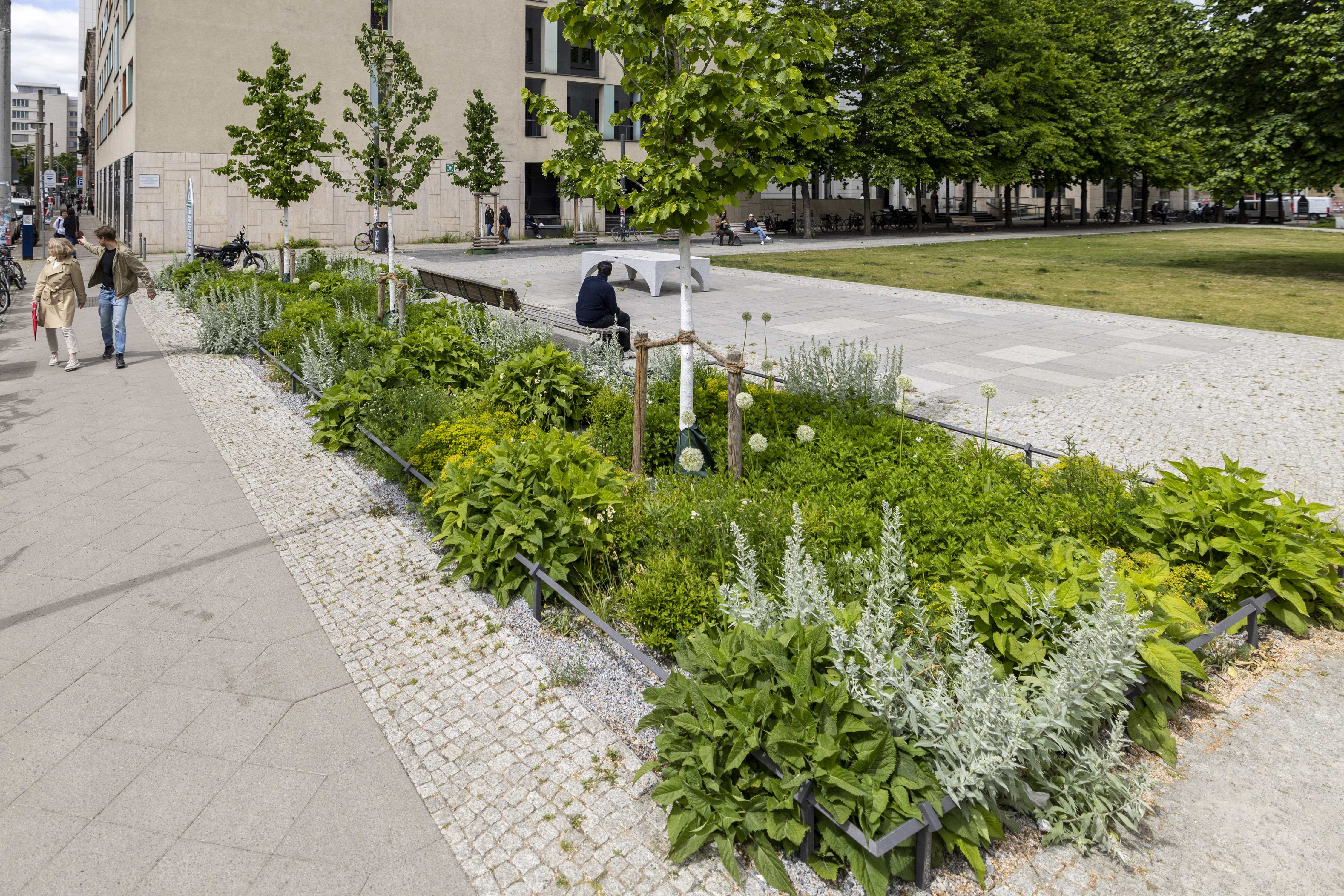 Mit unterschiedlichen klimaresilienten Sträuchern und Baumhasel bepflanzte Versickerungsmulde auf dem Hegelplatz in Berlin-Mitte