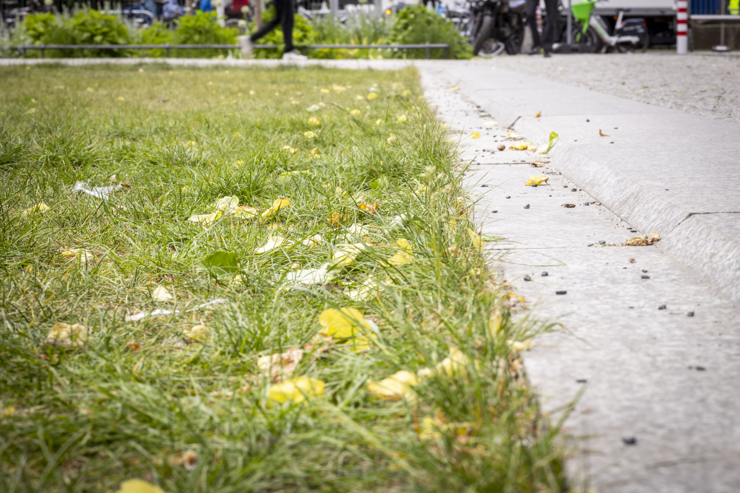 Auf dem Hegelplatz entwässert eine große Rasenfläche die angrenzenden Wegeflächen mittels Flächenversickerung.